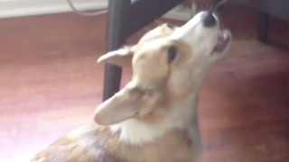 Corgi puppy howls along with wolves