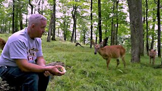 Deer brings her fawns to visit man eating apples in the forest