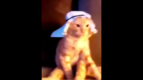 Gato árabe