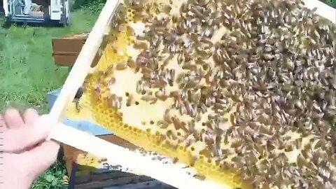 Technique de récolte de miel par chasse abeille et on profite d'une visite rapide 🧐🧐