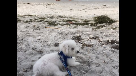Making new friends at the doggy beach at Boca Grand and finding sharks teeth