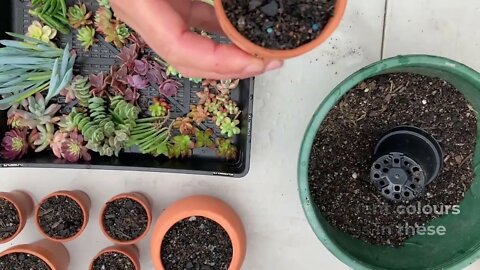 Easy Succulent Garden In A Pot Arrangement For Christmas, Birthday, Mother's/Father's Day Gift