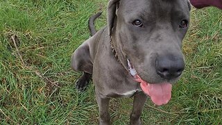 Walk and Talk Bruce The Puppy Cane Corso 50 KG 110 Lbs 9.5 Months Old