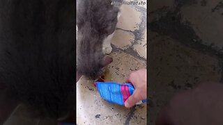 Stray Cats Discover Tasty Treats - Feeding Stray Cats