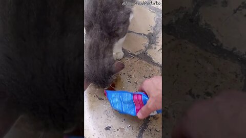 Stray Cats Discover Tasty Treats - Feeding Stray Cats