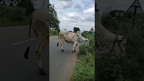 Roadside Cow Adventure: Funny Encounter with a Traffic-Stopping Bovine!",#shorts,#cowlover,#animal