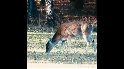 Deer in north Georgia