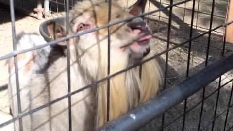 This Goat Makes the Weirdest Noises - Can't Stop Laughing