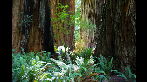 Redwood National and State Park, Klamath CA