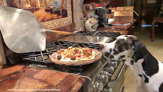 Great Dane samples meatball from meat lovers pizza