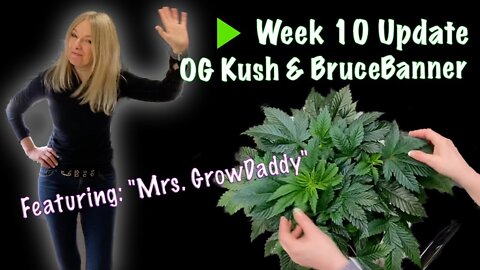 Week 10 Update - OG Kush & Bruce Banners - and How to Top a Bud Site with "Mrs. GrowDaddy"