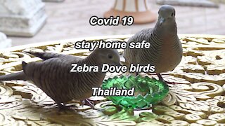Covid 19 Stay Home Safe Zebra Dove birds