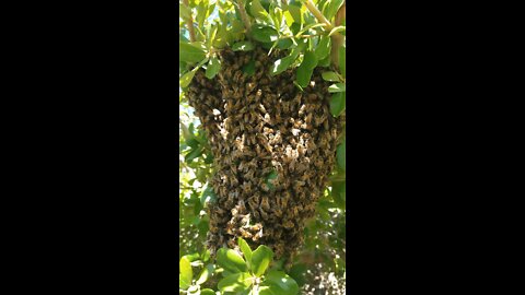 Bee Swarm in a Tree in Las Vegas, Nevada