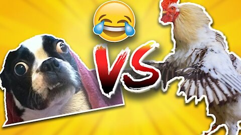 Dog messed with the wrong chicken