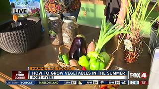 How to grow your own vegetables throughout the Florida summer - 7am live report