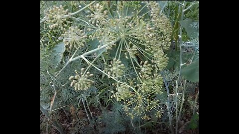 Dill Seed Harvest