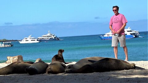 Baby Sea Lion Takes A Serious Liking To Tourist On The Beach