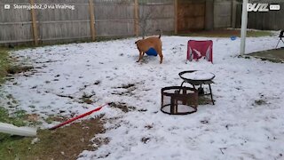 Dog has a blast with sled
