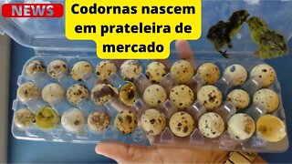 Codornas nascem em prateleira de mercado Em Piauí { VÍDEO }