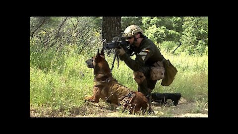 Perro para la defensa