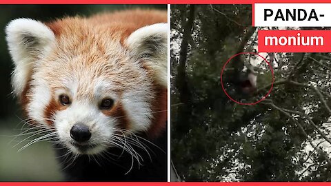 Mischievous red panda that escaped from a wildlife park has been recaptured