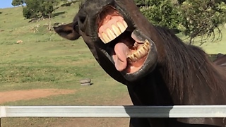 Slow Motion Captures Horse's Ridiculous Facial Expressions