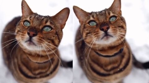 Cat discovers snow for the first time and absolutely loves it 😊