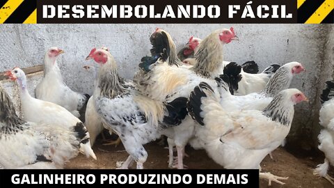 Galinheiro produzindo muito. Como foi feito.