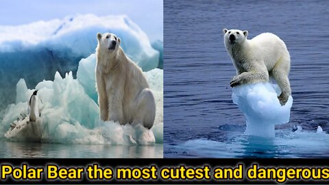 Cutest & dangerous polar bear compilation #polarbear #polarbearcubs #bearcubs #awwanimals #antartica
