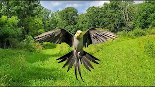 Pet cockatiel trained to go on free-flight in the wild