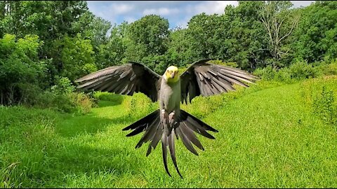 Pet cockatiel trained to go on free-flight in the wild