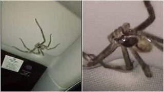 Giant spider invades car and scares woman