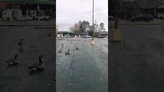 Chilling Geese