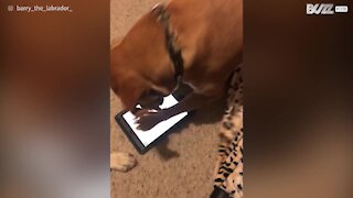 Labrador adora giocare con l'iPad dei padroni