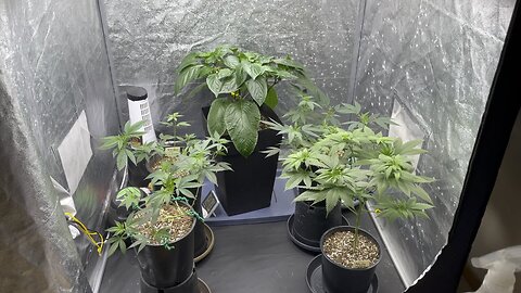 4x4 grow