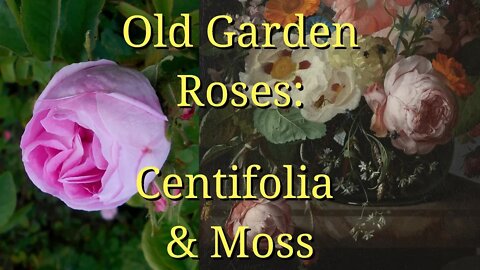 Old Garden Roses: Centifolia and Moss