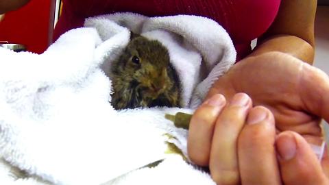 Orphaned baby rabbit receives life-saving assistance