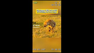 Hyena walking with the skill on two legs