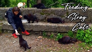 Feeding Stray Cats - Forging Friendships With Feral Felines