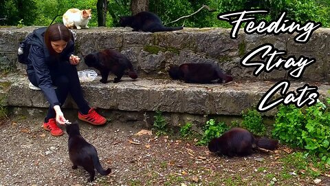 Feeding Stray Cats - Forging Friendships With Feral Felines