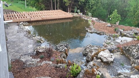 Lawn repair, King Stropharia, comfrey tea, pond deck