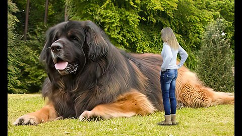 Animal Vised Presents: Giant Canine Wonders - The Biggest Dogs Captured on Phones
