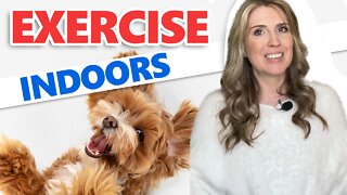 Tips For Exercising Your Dog Indoors