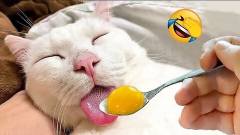 New Funny Animals 😂 Funniest Cats and Dogs Videos 😺🐶.
