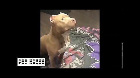 Pitbull Cute And Funny Videos!!!