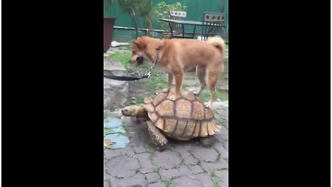 Shiba Inu Catches Ride On Top Of Giant Turtle