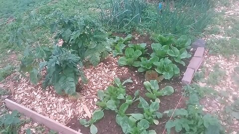 Wild Urban Gardens 2021 - Update on Community Garden Plot No. One - Steady Progress.