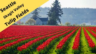 2016 Skagit Valley tulip fields, miles of color, country blocks of Tulips
