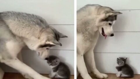 Cute Husky and kitten friendship -- cute dog videos | cute puppy