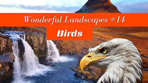 Wonderful Landscapes #14 - Birds in Wild
